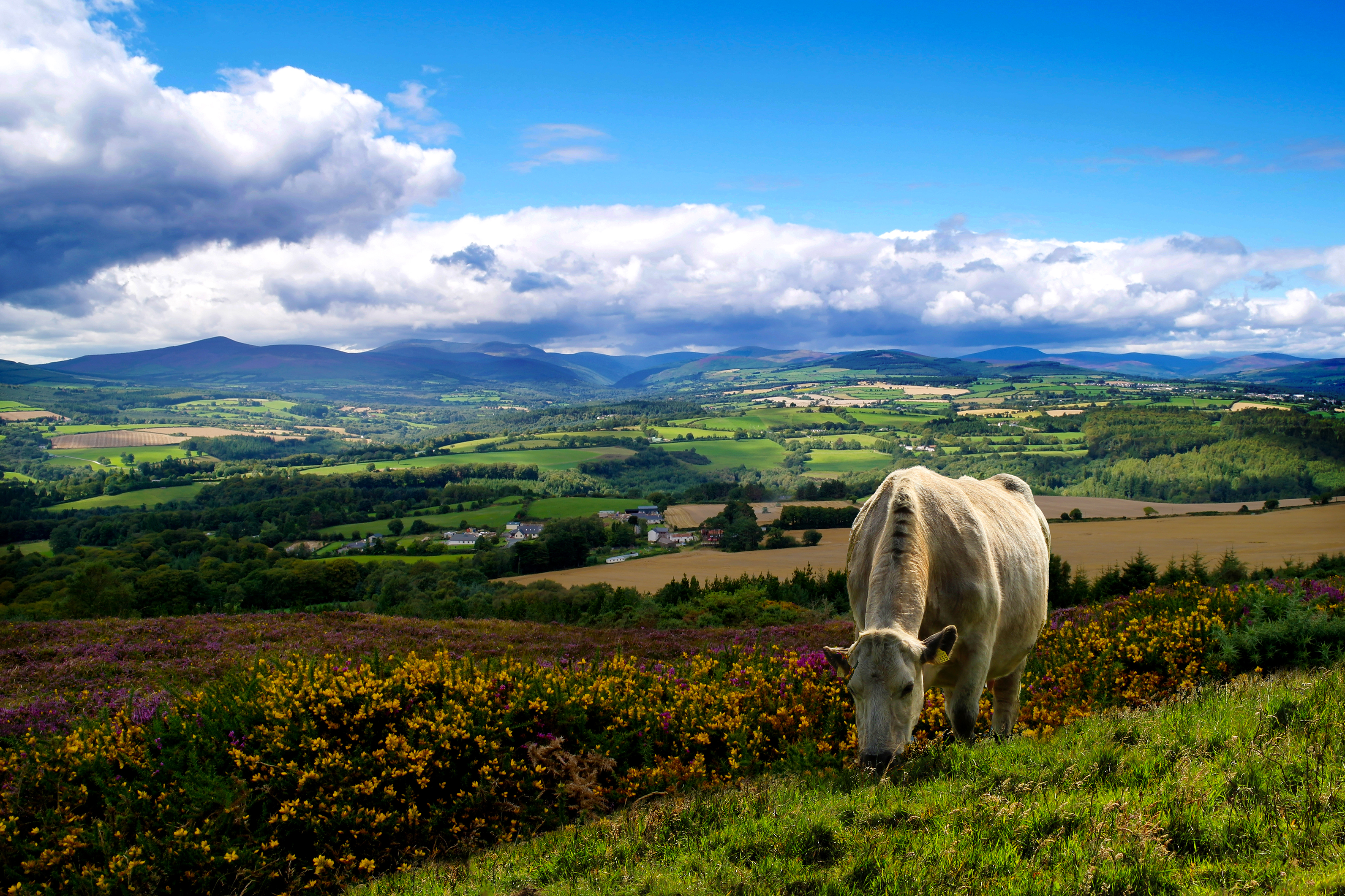 View of Avoca, hills and fields in distance, cow grazing in foreground copyright Susanna Braswell