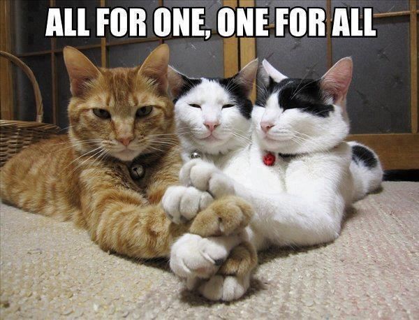 three cats put their front paws each paw on top of another, with the motto All for One and One for All written beneath picture